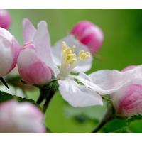 3101_6251 Apfelblüte als Frühlingsbote - Frühlingssonne / Nahaufnahme Blütenstempel. | Fruehlingsfotos aus der Hansestadt Hamburg; Vol. 2